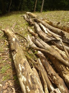 Logs on contour - manmade edge