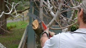 Pruning and striking workshop 3