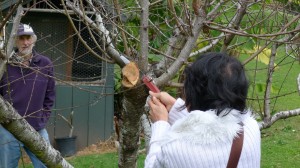 Pruning and striking workshop 4