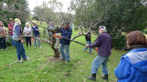 Pruning and striking workshop 5