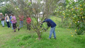 Pruning and striking workshop 7