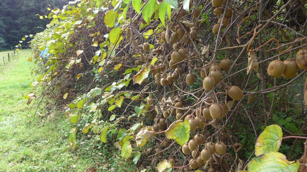 Kiwi vines laden with fruits