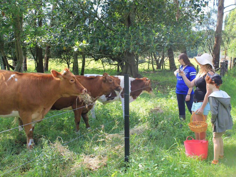 Visitors looking at cows grazing behind a fence