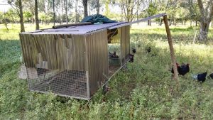 Hens around a mobile coop protected by electric mesh