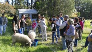 Farmer showing 2 sheeps behind an electric fence to visitors