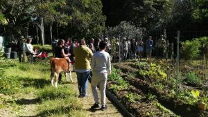 People watching the market garden beds planted with vegies