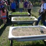 People looking at carrots growing in wicking beds made with recycled bath tubs