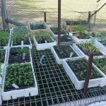 Vegetable seedlings growing in trays protected by a bird net