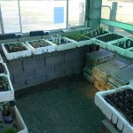 Vegetable seedlings growing in trays inside a small building