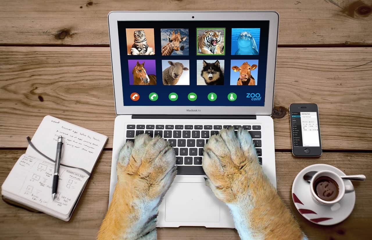 Video call on laptop computer between animals