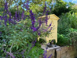 Colourful bee hive in a herb garden
