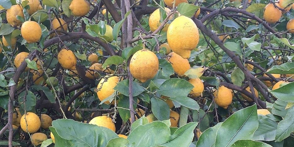 Lemon tree laden with ripe fruits