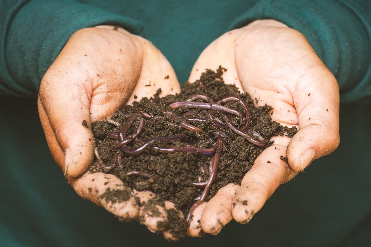 Hands holding soil with worms