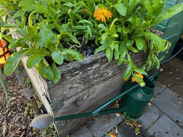 Close-up of a wicking garden bed showing the inlet and the outlet. Photo credit: Sandi Eyles